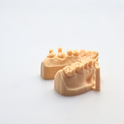 Alias Dental Model Study